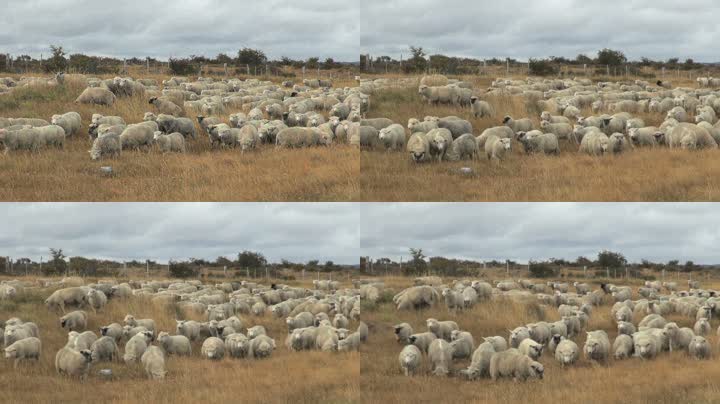 场景实拍牧羊吃草