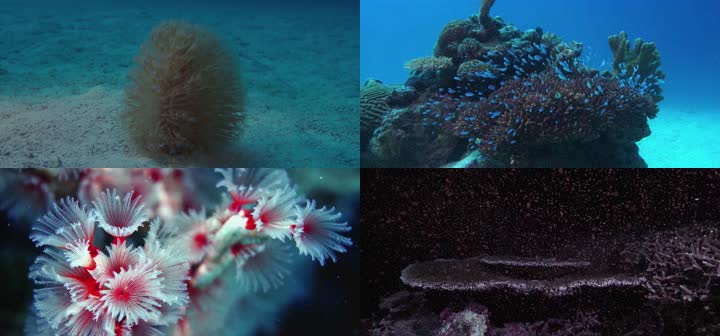 4K海底世界海洋生物珊瑚海龟潜水探险