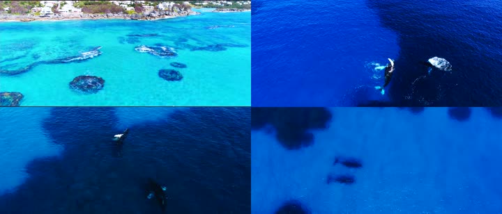 4K航拍百慕大海面鲸鱼表演