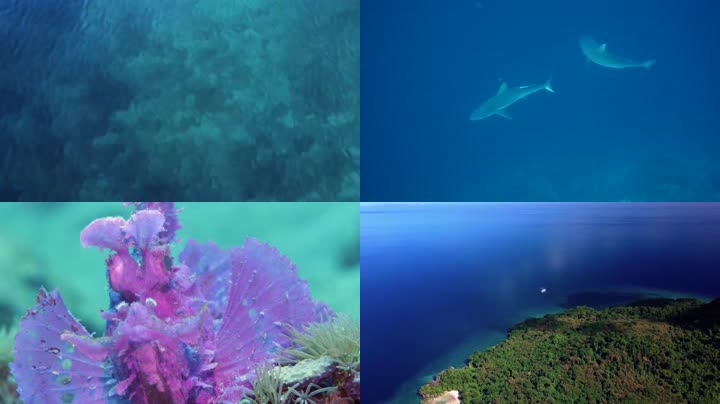 4K太平洋班达海潜水海底世界