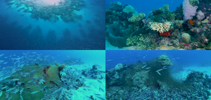 4K密克罗尼西亚的吉普岛潜水海底世界