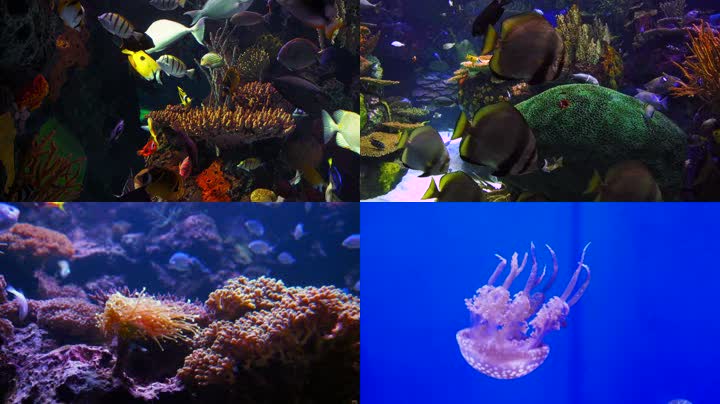 海洋世界海底世界水族馆