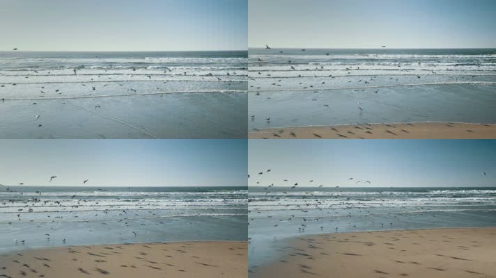 海鸥海滩上空飞行一群海鸥实拍视频