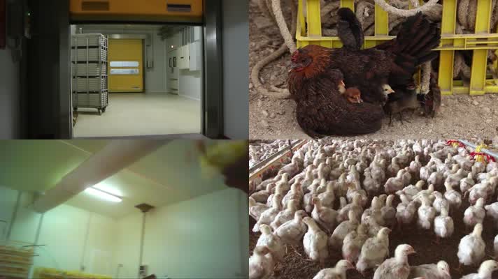 养鸡场鸡蛋生产企业素材