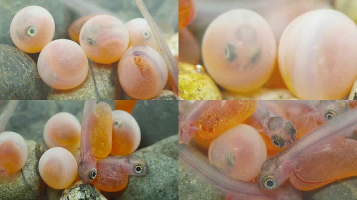 鱼卵孵化视频素材