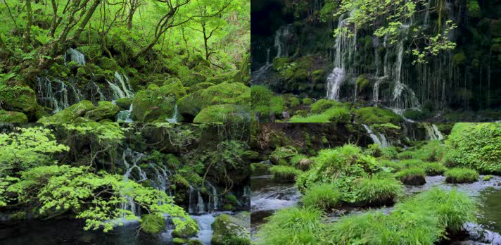 4K绿色森林瀑布溪流水源