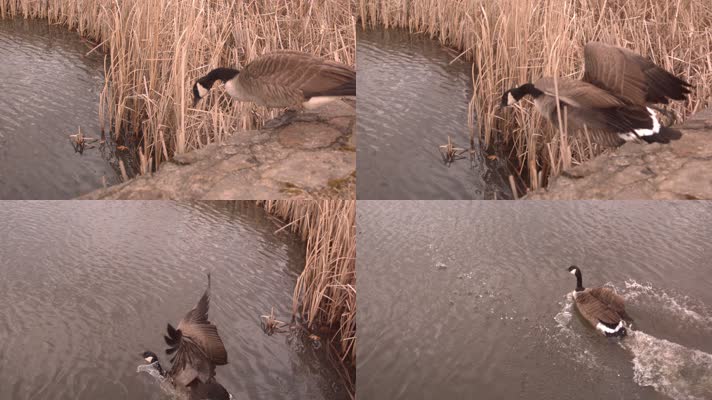 慢动作的鹅滑翔进池塘