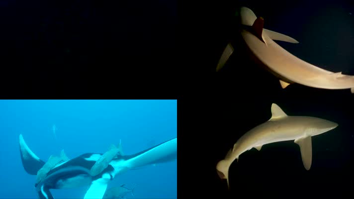 4K奇观海底世界潜水探险超美风光