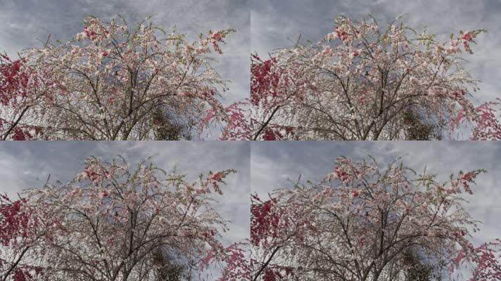 桃花树开花