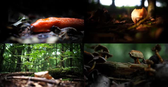 4K森林小景蘑菇食材