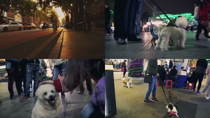 城市街头广场宠物狗