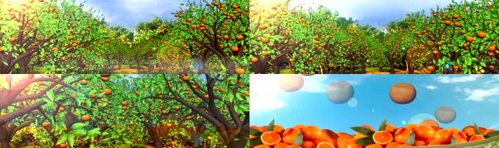 柑橘果园