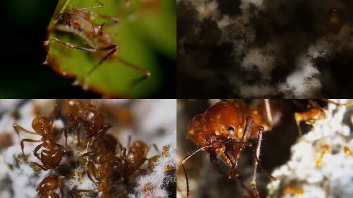 4K微观拍摄大自然蚂蚁族群
