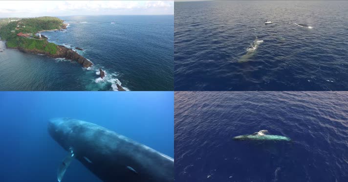 4K斯里兰卡人类与海洋鲸鱼
