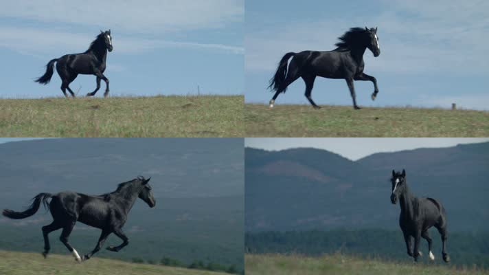 黑色骏马奔跑的黑马