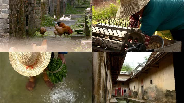 鸡鸭高清实拍视频素材 农村风貌有机养殖生态绿色环境自然动物