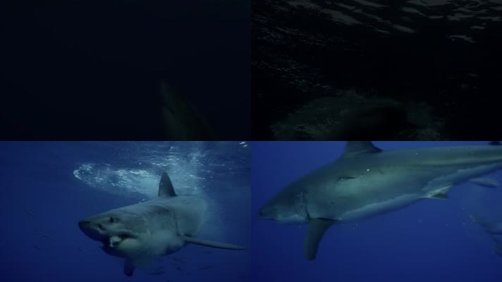 海底鲨鱼觅食海洋世界食物链