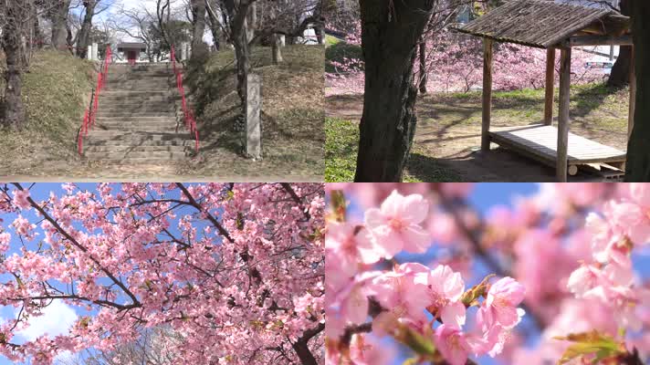 4K日本八幡山樱花美景