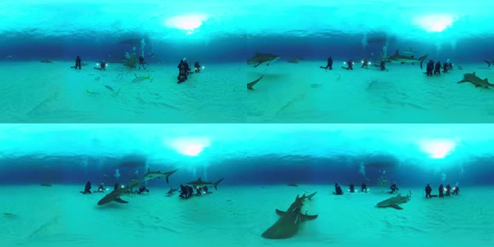 VR360虚拟现实海底潜水虎鲨双髻鲨