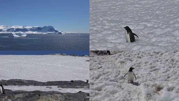 南极旅游企鹅