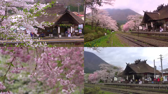 4K日本福岛汤野温泉站樱花美景