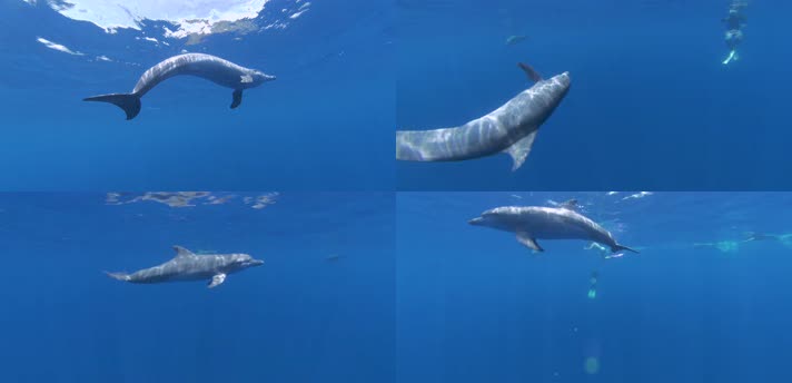 4K海岛旅行潜水野生海豚共舞