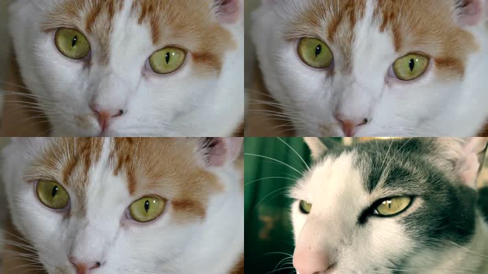 4K美丽的猫眼