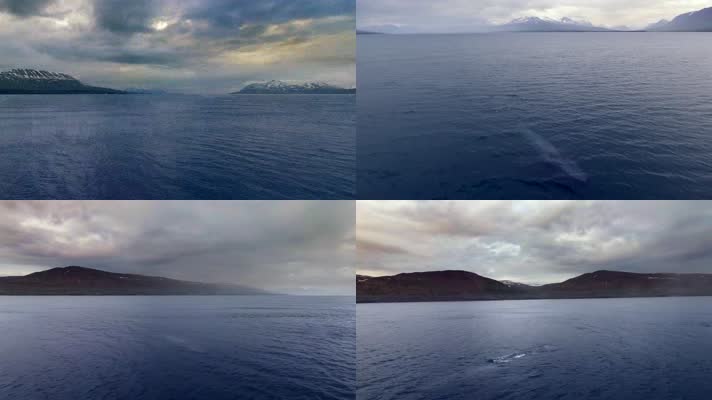 4K航拍冰岛蓝鲸