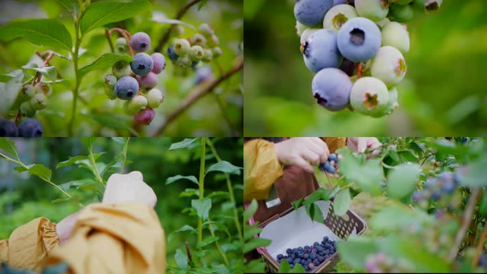 实拍有机种植农场蓝莓果园采摘宣传片
