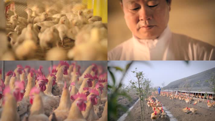 食品安全养殖养鸡场小鸡 