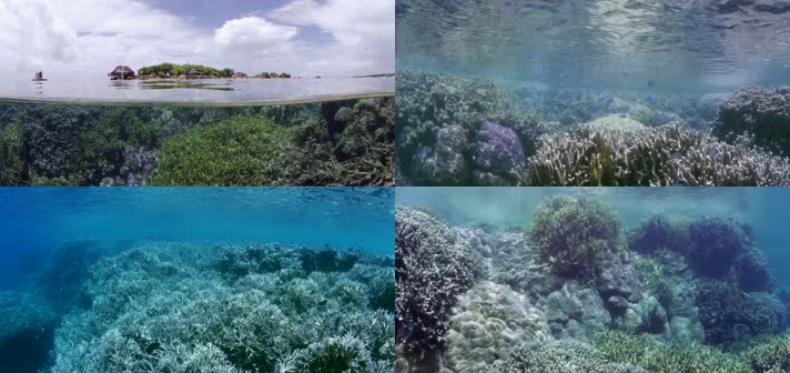 4K潜水海洋生物珊瑚礁生态环境