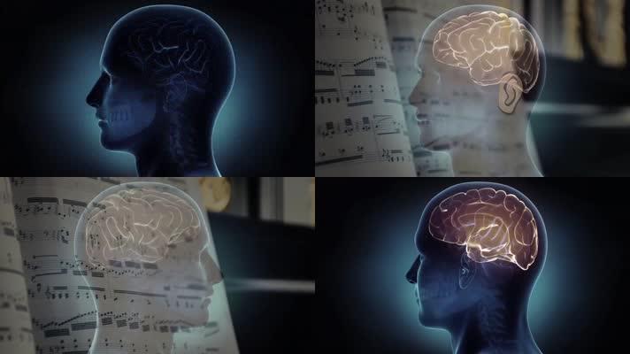 三维人体大脑神经听力
