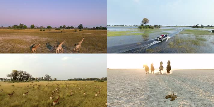 4K航拍非洲博茨瓦纳草原动物迁徙