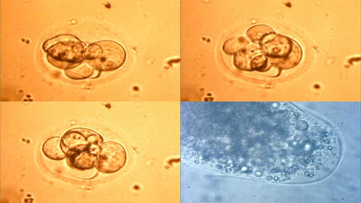 显微镜下观察细胞的快速生长变化