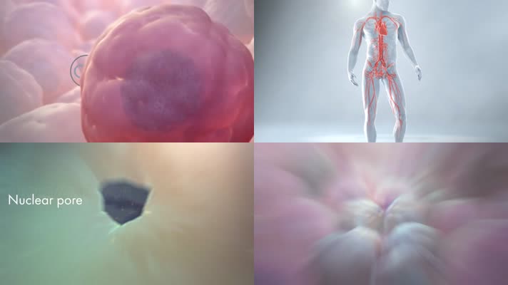 细胞血管DNA高清动画视频素材氧化呼吸医疗科技人体组织人体_clip