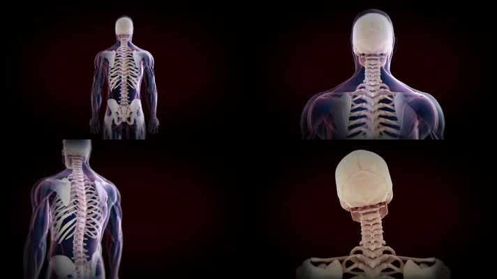 人体脊椎骨骼