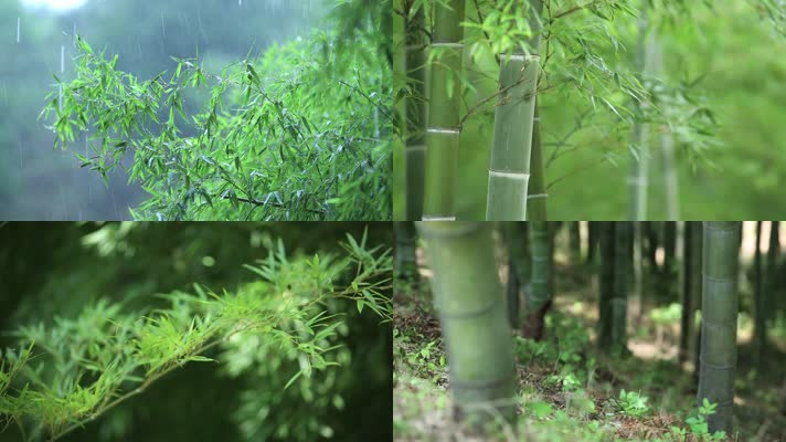 小清新大自然森林 竹林竹叶水滴空镜头 竹子生长