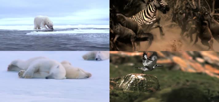 保护大自然野生动物宣传片