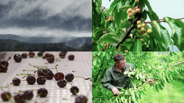 农场樱桃种植成长丰收加工运输