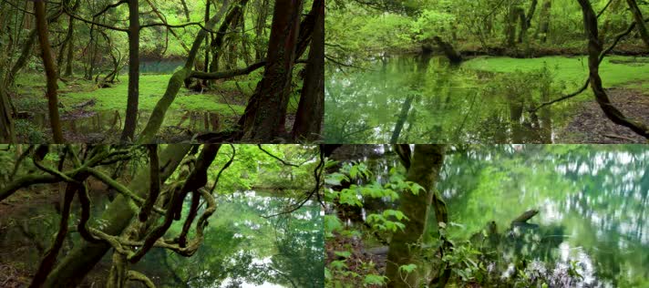  意境原始生态森林绿水