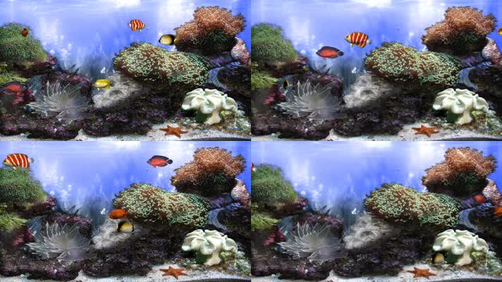  梦幻3D水族馆生态水缸珊瑚礁热带鱼