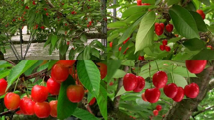 樱桃果园果树生态种植园新鲜水果枝头
