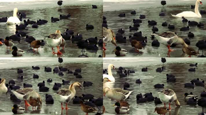 冬季野生动物的鸭子在池塘