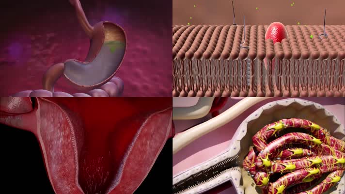 3D肠胃医疗视频