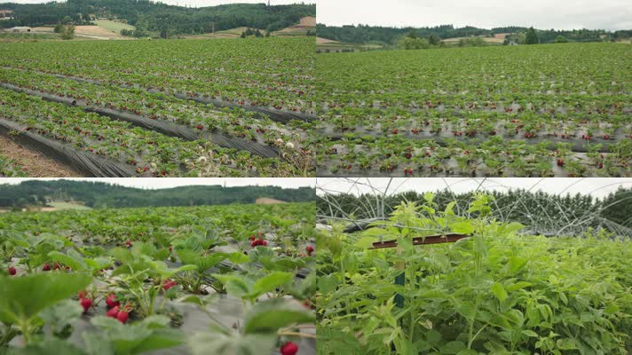 高清草莓种植基地实拍视频