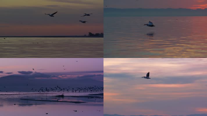 夕阳下的湖面大雁飞翔