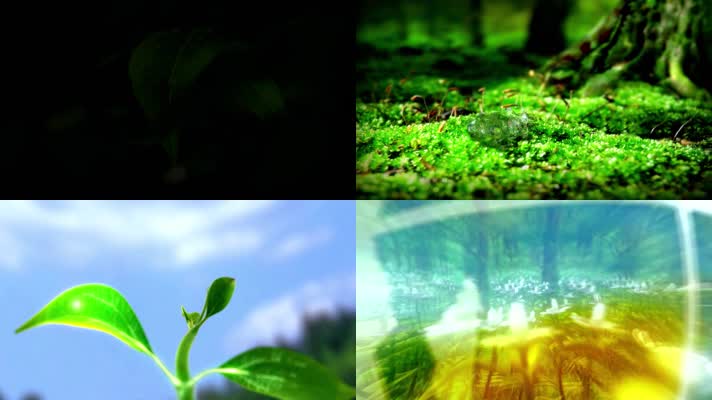 植物绿色生态大自然