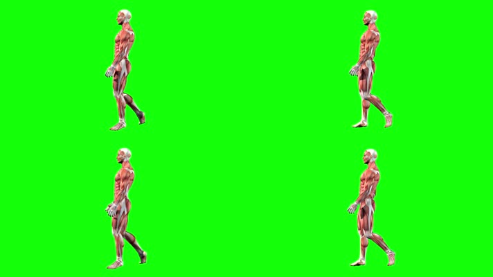 人体肌肉系统三维模型步行
