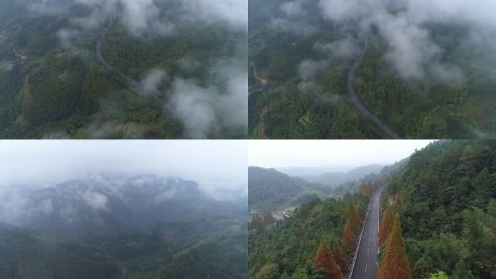 云雾森林公路