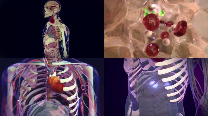 3D内分泌系统激素医疗视频
